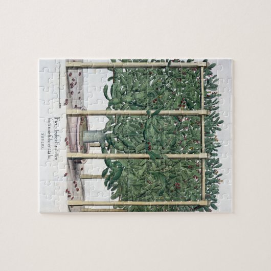 Ficus indica eystettensis uit de "Hortus Eystet" Legpuzzel (Horizontaal)