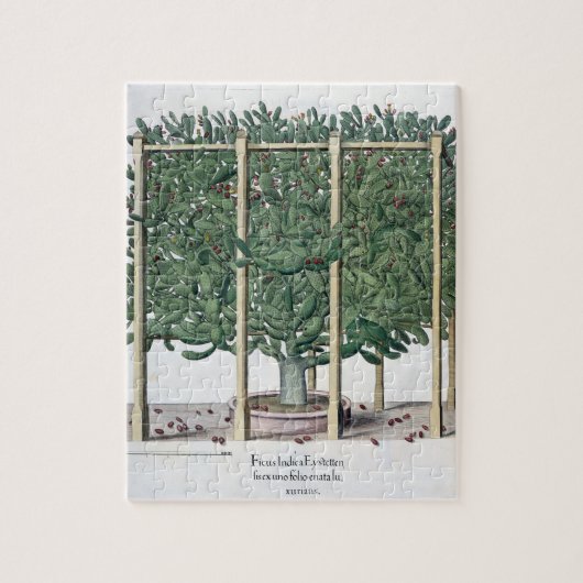 Ficus indica eystettensis uit de "Hortus Eystet" Legpuzzel (Verticaal)