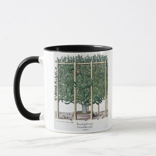 Ficus indica eystettensis uit de "Hortus Eystet" Mok (Links)