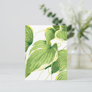 Ficus Plant 2 Briefkaart