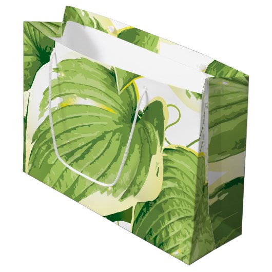 Ficus Plant 2 Groot Cadeauzakje (Voorkant Gekanteld)