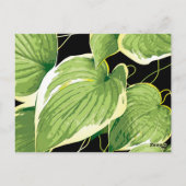 Ficus Plant 3 Briefkaart (Achterkant)