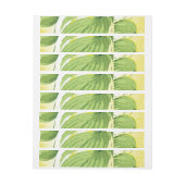 Ficus Plant 4 (Vel)