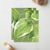 Ficus Plant 5 Notitiekaartje (Voorkant / Achterkant in situ)