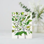 Ficus Plant Color Pencil Tree Drawing  Briefkaart (Staand voorkant)