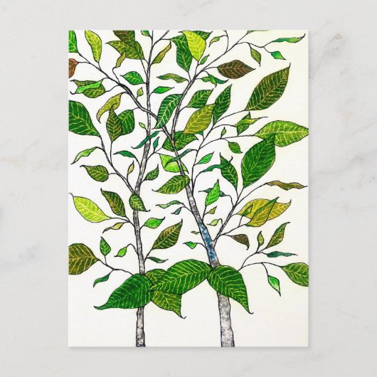 Ficus Plant Color Pencil Tree Drawing  Briefkaart (Voorkant)