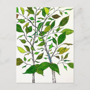 Ficus Plant Kleurpotlood Boom Tekening  Briefkaart
