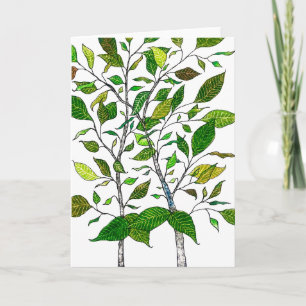 Ficus Plant Kleurpotlood Boom Tekening  Kaart