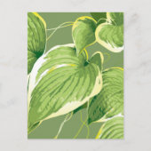 Ficusplant 5 briefkaart (Voorkant)