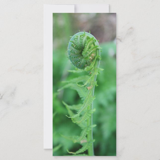 Fiddlehead (Voorkant)