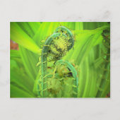 Fiddlehead Briefkaart (Voorkant)