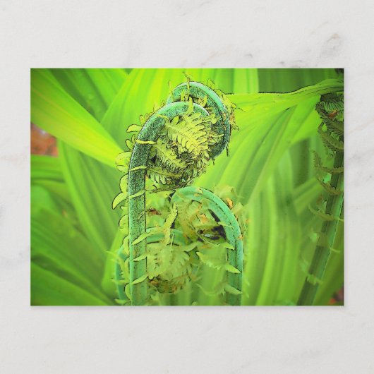 Fiddlehead Briefkaart (Voorkant)