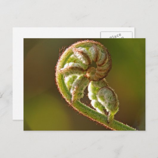 Fiddlehead Fern Briefkaart (Voorkant / Achterkant)