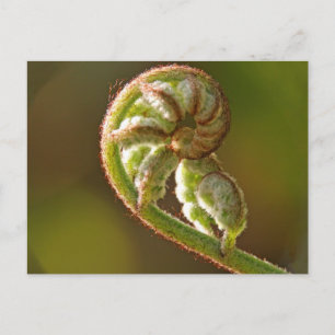 Fiddlehead Fern Briefkaart