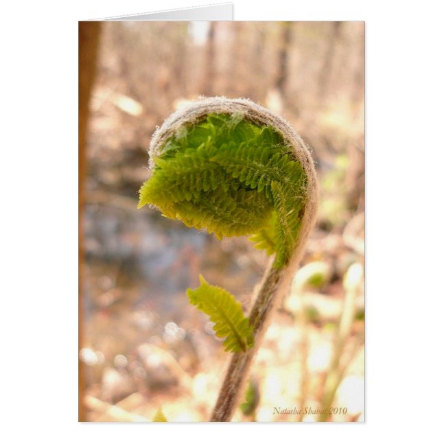 Fiddlehead Fern Card (Voorkant)