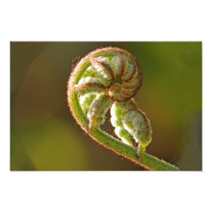 Fiddlehead Fern Foto Afdruk