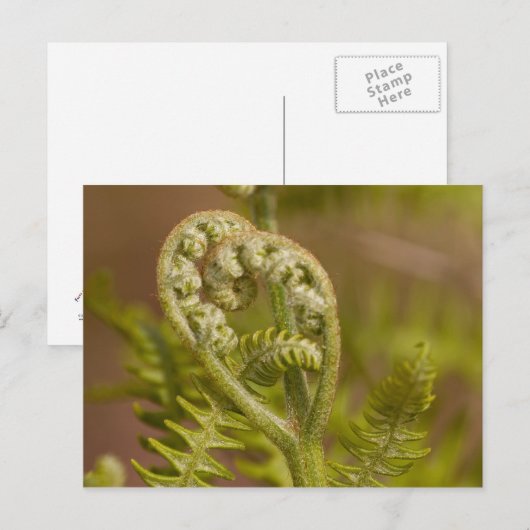 Fiddlehead Fern Heart Foto Briefkaart (Voorkant / Achterkant)