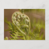Fiddlehead Fern Heart Foto Briefkaart (Voorkant)