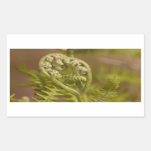 Fiddlehead Fern Heart Foto Rechthoekige Sticker