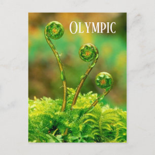 Fiddlehead Fern, Olympisch Nationaal Park Briefkaart
