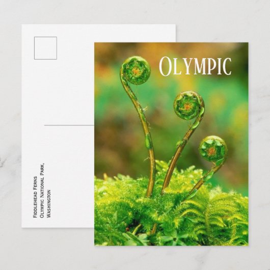 Fiddlehead Fern, Olympisch Nationaal Park Briefkaart (Voorkant / Achterkant)