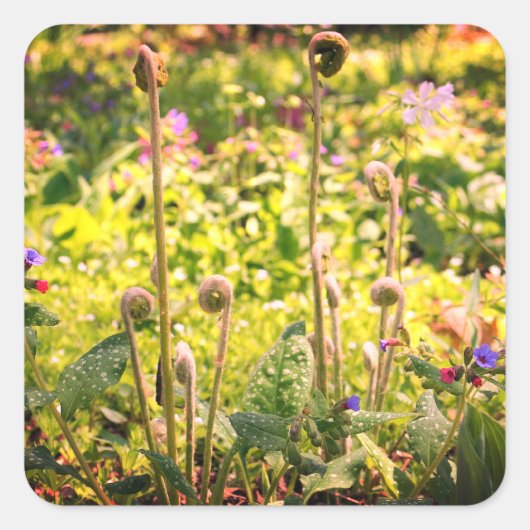 Fiddlehead Ferns and Flowers Vierkante Sticker (Voorkant)