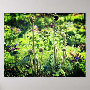 Fiddlehead Ferns and Spring Flowers Poster