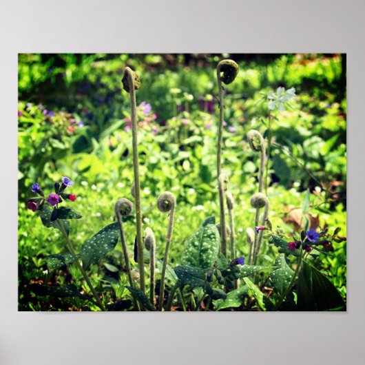 Fiddlehead Ferns and Spring Flowers Poster (Voorkant)
