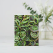 Fiddlehead Ferns Briefkaart (Staand voorkant)