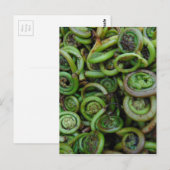 Fiddlehead Ferns Briefkaart (Voorkant / Achterkant)