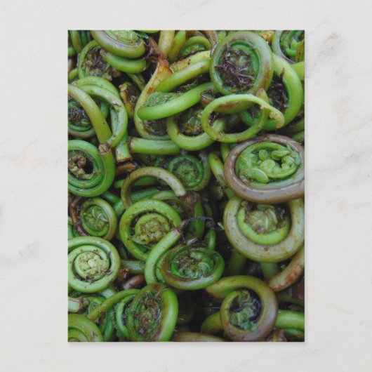 Fiddlehead Ferns Briefkaart (Voorkant)