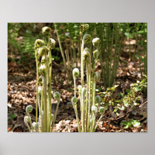 Fiddlehead Ferns in lente-Natuur 3 Poster