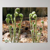 Fiddlehead Ferns Spring Natuur #4 Poster (Voorkant)