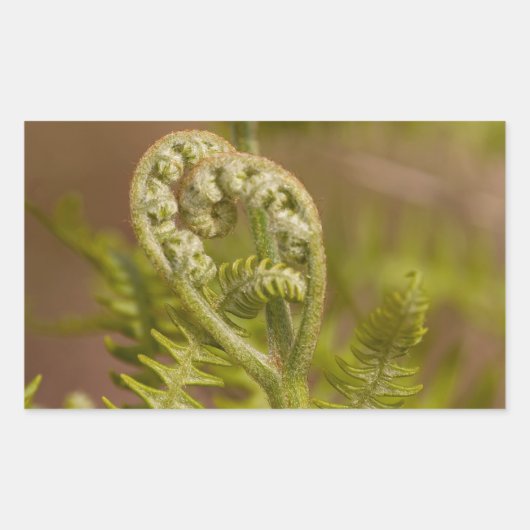 Fiddlehead Varen Hart Foto Rechthoekige Sticker (Voorkant)