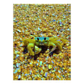 Fiddler Crab Foto Afdruk (Voorkant)