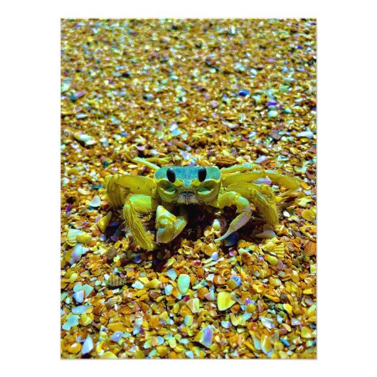 Fiddler Crab Foto Afdruk (Voorkant)