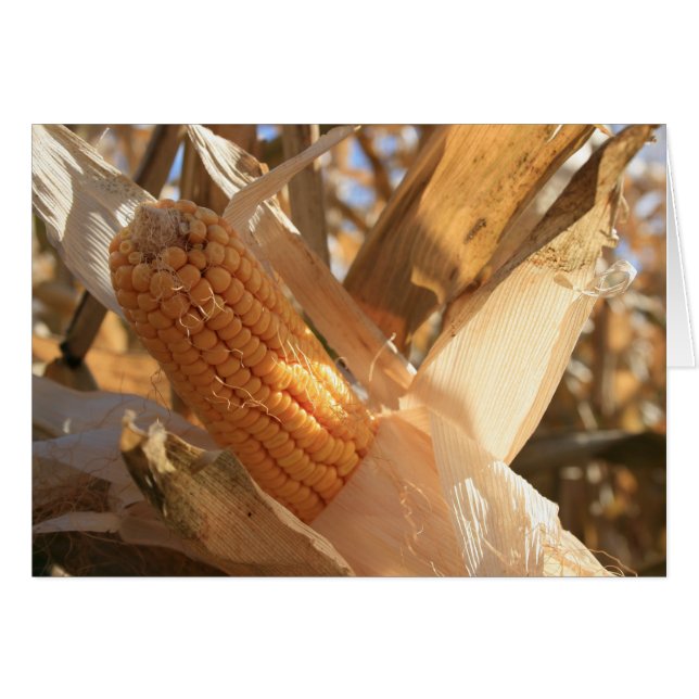 Field Corn op Stalk (Voorkant Horizontaal)