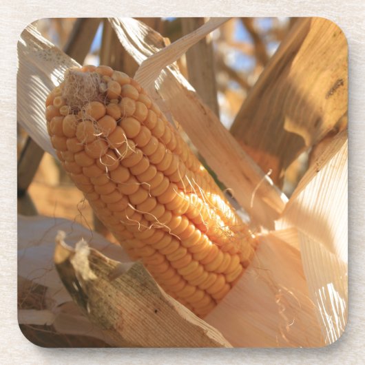 Field Corn op Stalk Drankjes Onderzetter (Voorkant)