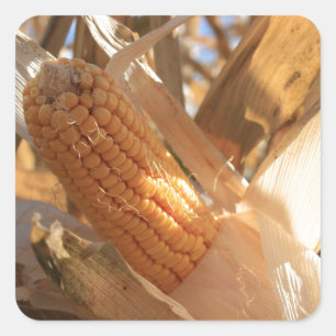 Field Corn op Stalk Vierkante Sticker