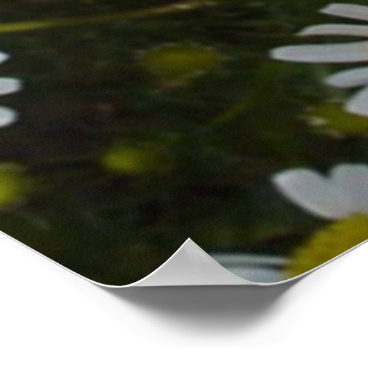 Field Daisy -Love-Me-Love-Me-Me-Not-Flowers Poster (Hoek)