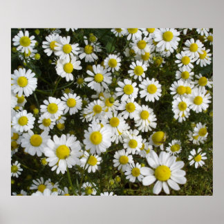Field Daisy -Love-Me-Love-Me-Me-Not-Flowers Poster