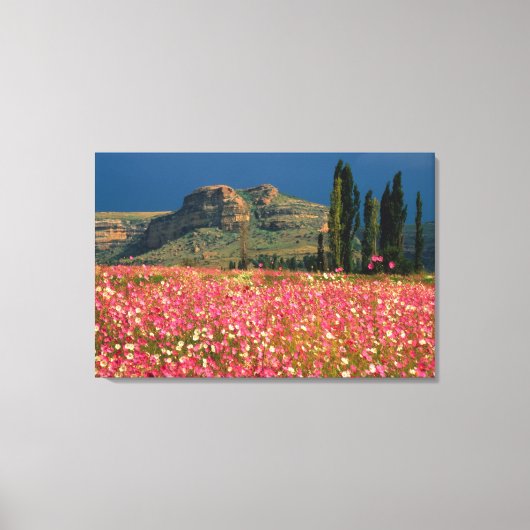 Field of Cosmos flowers, Fouriesburg District Canvas Afdruk (Voorkant)