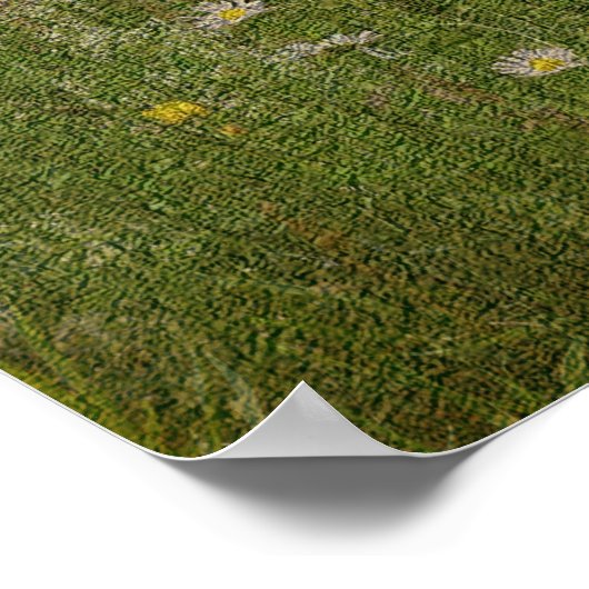 Field of Daisies Textured Effect Floral Poster (Hoek)