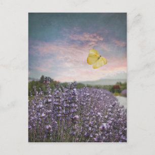 Field of Lavender Flowers, Blue Sky, Pink Sunset, Briefkaart