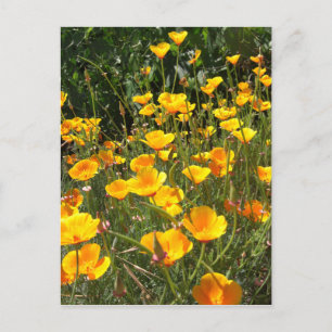 Field of Poppies Briefkaart