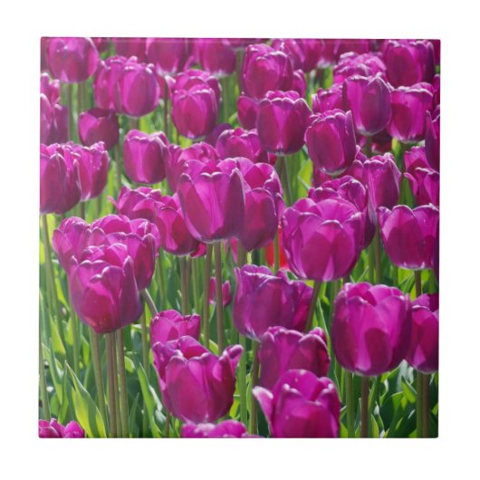 Field of Purple Tulips Tegeltje (Voorkant)