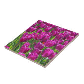 Field of Purple Tulips Tegeltje (Zijkant)