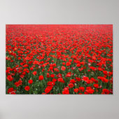 Field of Red Poppies Poster (Voorkant)