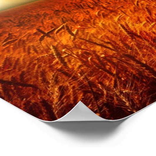 Field of wheat and sunset poster (Hoek)