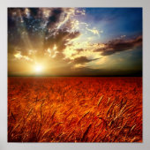 Field of wheat and sunset poster (Voorkant)